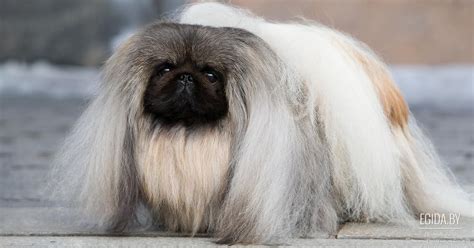 Пекинес (Pekingese) (Породы собак) пекинес фото, собака пекинес, порода ...
