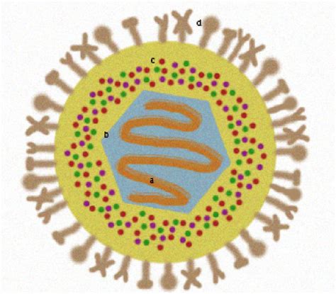 Basic Structure Of A Herpesvirus Virion Notes The Herpesviruses