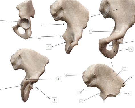 Ilium Ischium And Pubis Diagram Quizlet