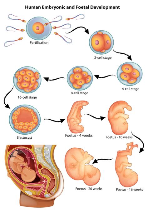 Ilustração Mostrando Os Estágios Do Desenvolvimento Embrionário Humano