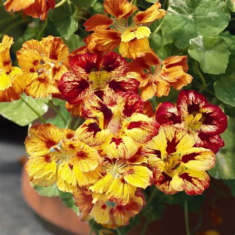 Amazon Outsidepride 50 Seeds Annual Nasturtium Orchid Flame