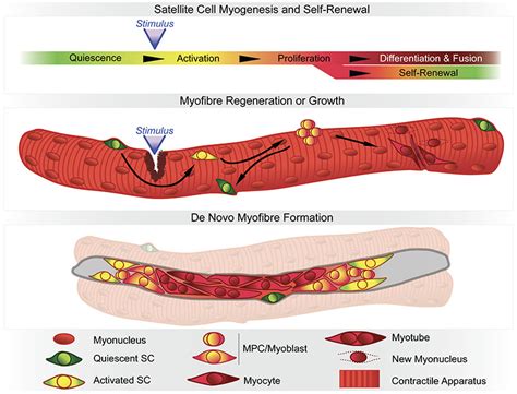 Involvement Of Muscle Satellite Cell Dysfunction In Neuromuscular Disorders Expanding The