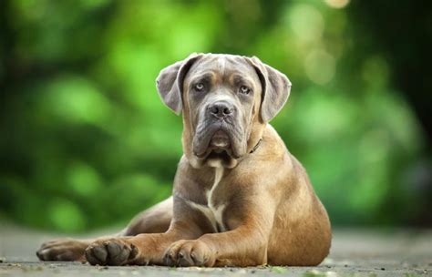 Fawn Cane Corso Dog Breed: Info, Pictures, Origin & History – Dogster