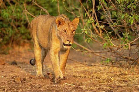 Lioness Panthera Leo With Catchlights Walks Through Leafy Bushes In