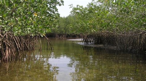 Let Mangroves Recover To Protect Coasts Bbc News