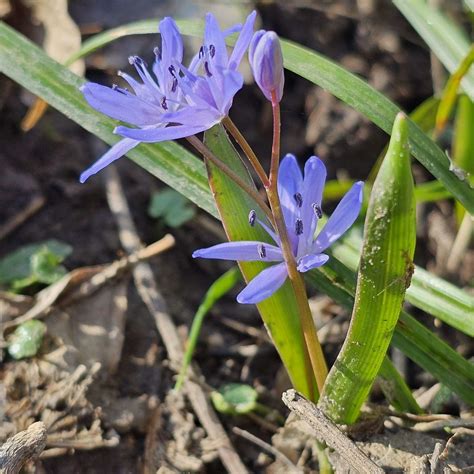 Zweibl Ttriger Blaustern Zweibl Ttriger Blaustern Scilla Flickr