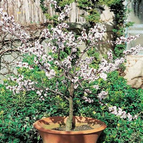 Tipologie Di Alberi Da Balcone Che Possono Stare In Vaso Casa Live