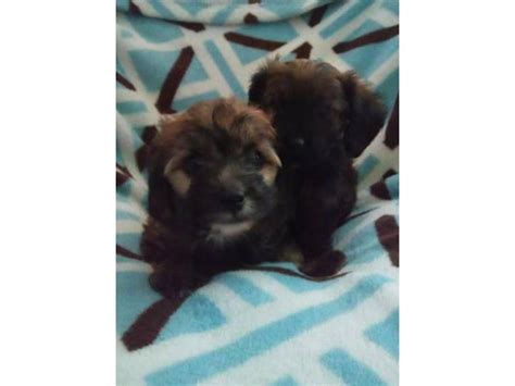 Mini Dachshund Yorkies mix Puppies for sale Alachua - Puppies for Sale ...