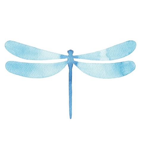 250+ Watercolor Dragonfly Clip Art Stock Illustrations, Royalty-Free ...