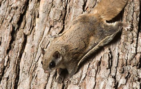 Flying Squirrel Control In Merrimac Freedom Pest Control