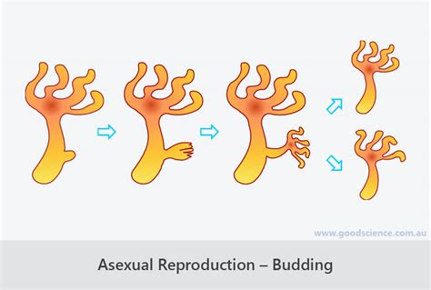 Asexual And Sexual Reproduction Good Science