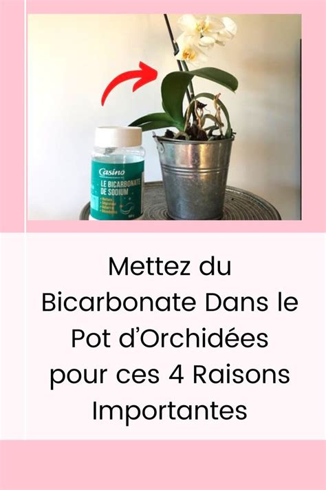 Bonnes Raisons De Mettre Du Bicarbonate Dans Le Pot Dorchid Es