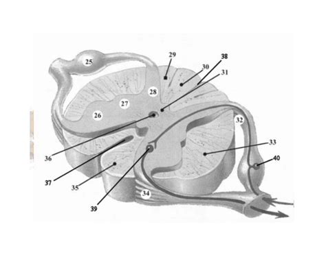 Labeling the spinal cord Quiz