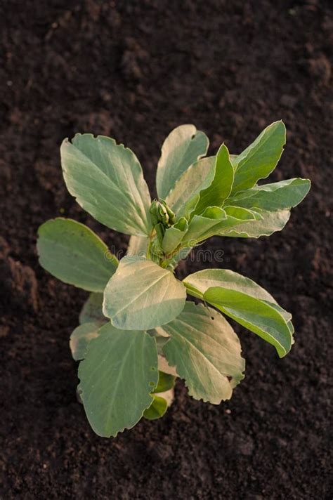 Close-up Fava Beans Fava Plant in Field Soil Stock Photo - Image of ...