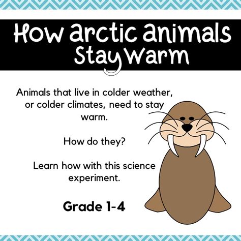 What is Blubber? Arctic Animal Science - Forgetful Momma Shop