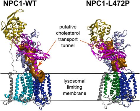 Highcontent Imaging And Structurebased Predictions Reveal Functional