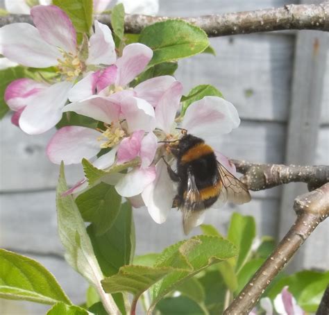 Busy Buzzy Bees Whats On Love Bognor Regis