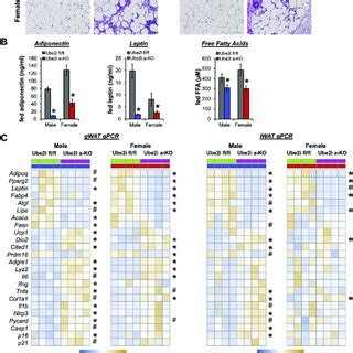 Ube2i A KO Mice Display WAT Dysfunction With Increased Inflammation And