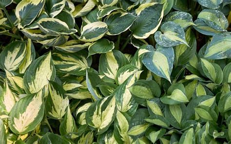 List of hosta varieties 🌱 🌿 Plus which ones are best for your garden