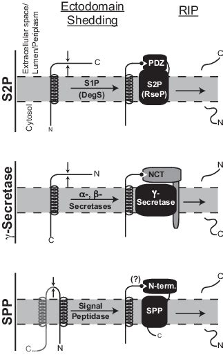 A Common Mechanism For The Role Of Ectodomain Shedding In Rip Li Et