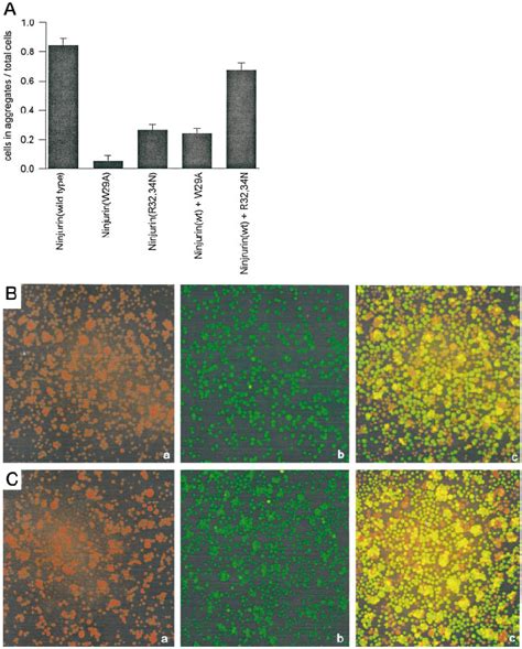 Aggregation Assays Using Jurkat Cells Expressing Either Wild Type Or