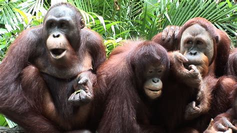 chimpanzees eating 1408508 Stock Video at Vecteezy