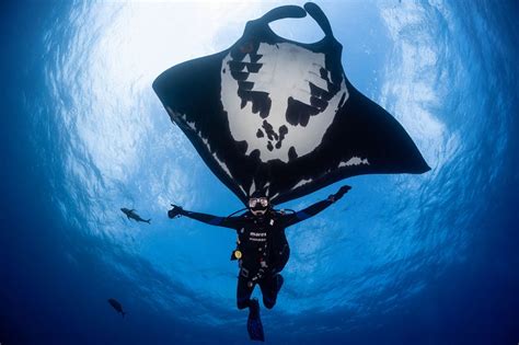 The Importance of Tourism: Manta Ray Conservation - Nautilus Adventures