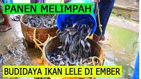 CARA BUDIDAYA IKAN LELE DALAM EMBER AGAR HASIL MELIMPAH YouTube