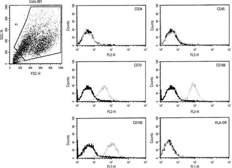 Immunophenotypic Characterization Of The Chorion Derived Cells