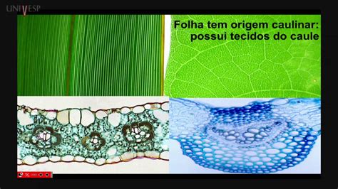 Morfologia Vegetal Aula Folha Anatomia Youtube