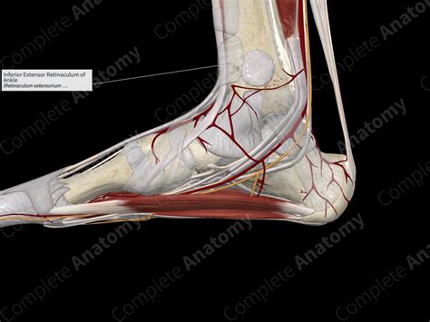 Inferior Extensor Retinaculum of Ankle | Complete Anatomy