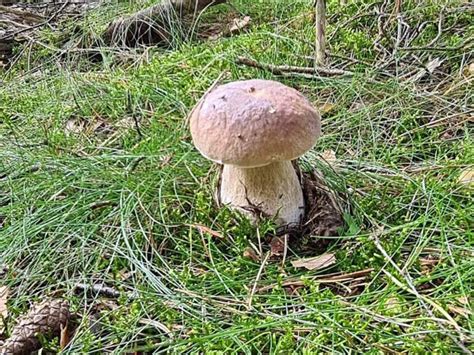 Comment Nettoyer Les Champignons Chasseurs De Champignons