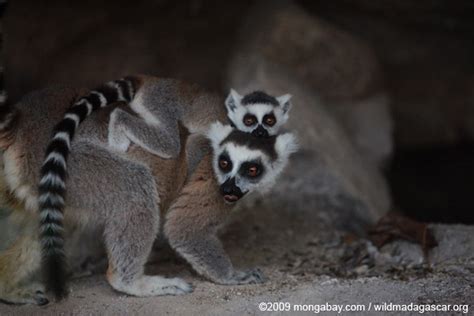 Picture: Ring-tailed lemur with baby