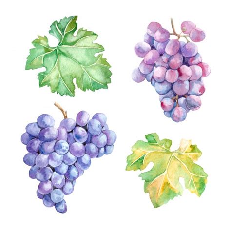 Grape Leaf Vector at GetDrawings | Free download