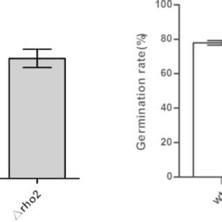 Conidia production and germination of rho2 mutant and WT of F ... 