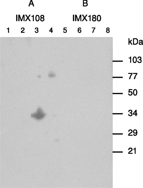 The Oligomerization Domain Of C4 Binding Protein C4bp Acts As An