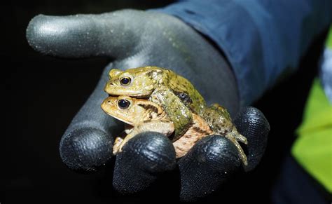 Saving Lives One Slimy Creature At A Time Working The Night Shift