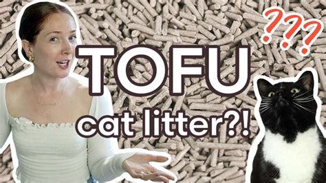 Tofu Cat Litter Ultimate Guide Should You Switch Pros And Cons