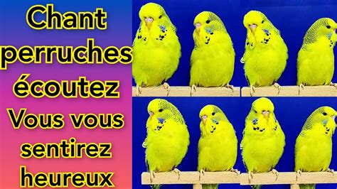 écoutez vous vous sentirez heureux Son de Perruche Chant perruches