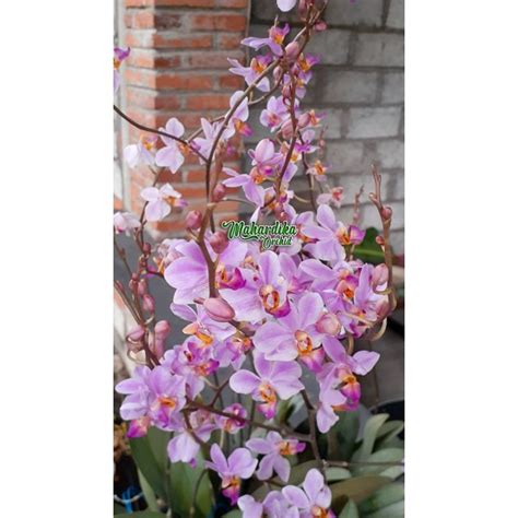 Jual ANGGREK PHALAENOPSIS DORITIS ANGGREK BULAN MINI Indonesia