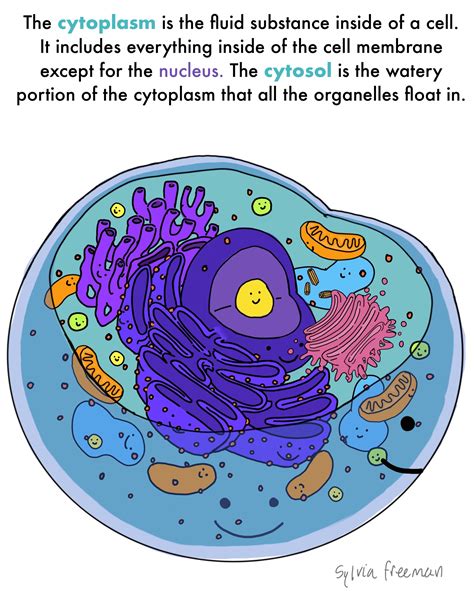 Cytoplasm — Structure & Function - Expii