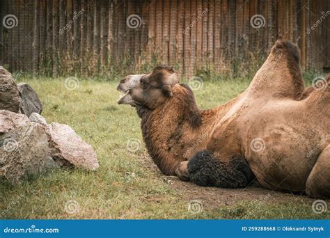 Big Bactrian Camel With Two Humps On Its Back Lying On The Grass In A