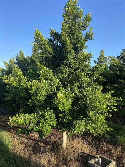 Ficus Nitida Parkland Falls Nursery