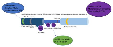 Ijms Free Full Text Contribution Of Microhomology To Genome