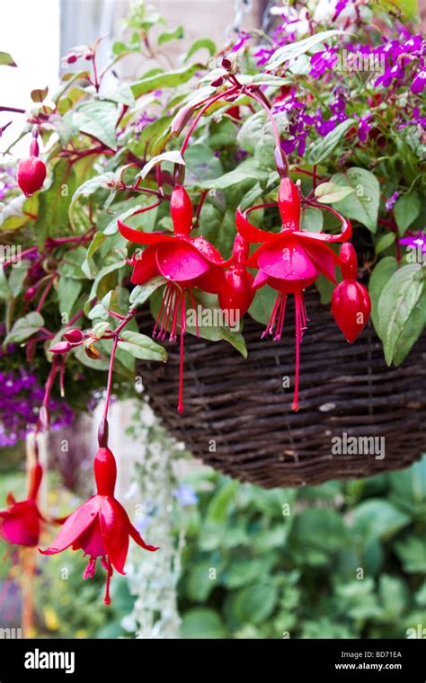 Fuchsia marinka hi-res stock photography and images - Alamy