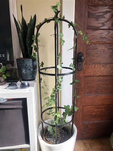 Indoor English Ivy Trellis Tips : r/houseplants