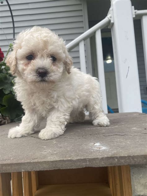 Sweet Lily Bichon Mix Puppy For Sale In New York