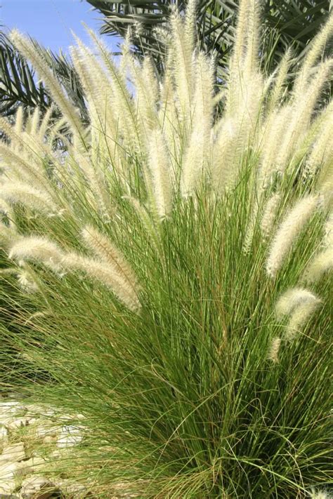 Tall Ornamental Grass: A Comprehensive Guide - The Real Gardener