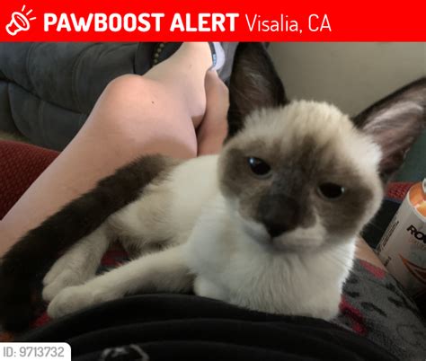 Visalia CA Lost Male Cat Danny Is Missing PawBoost