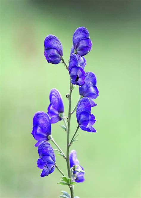 Monkshood Aconitum Napellus Photograph By Sam K Tran Science Photo